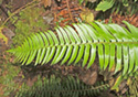 Blechnum spicant